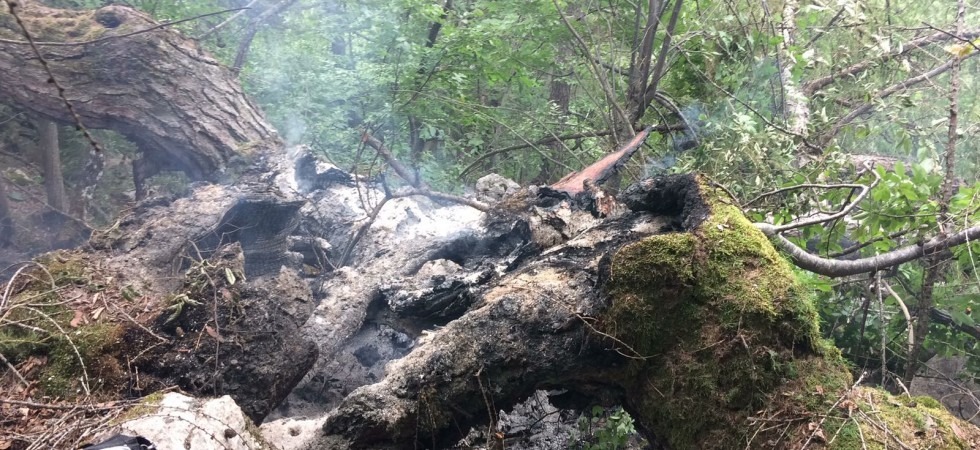 Un fulmine colpisce un albero, incendio domato dai vigili del fuoco
